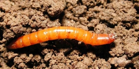 Žičana glista: kako se riješiti u jesen